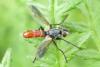 Cylindromyia bicolor